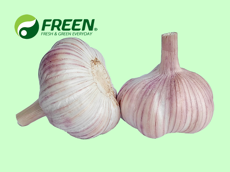 1706061988156463.jpg Normal white garlic 02.jpg