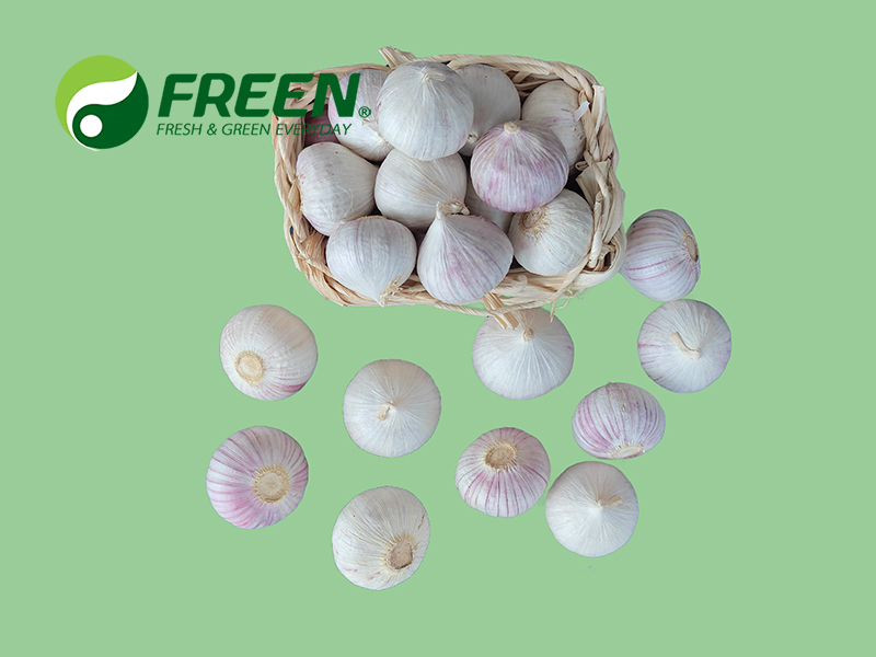 1706064543262364.jpg Solo Garlic 01.jpg